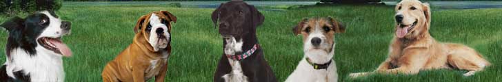  Animals - Dogs, Cats - 